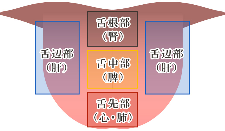 舌の部位