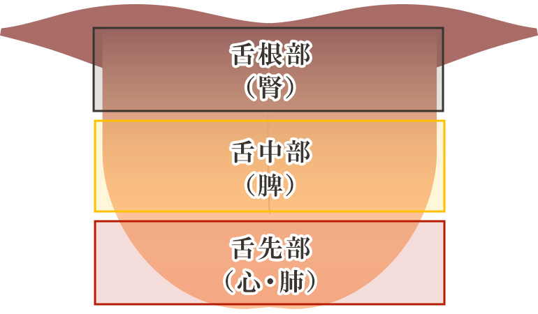 舌の部位